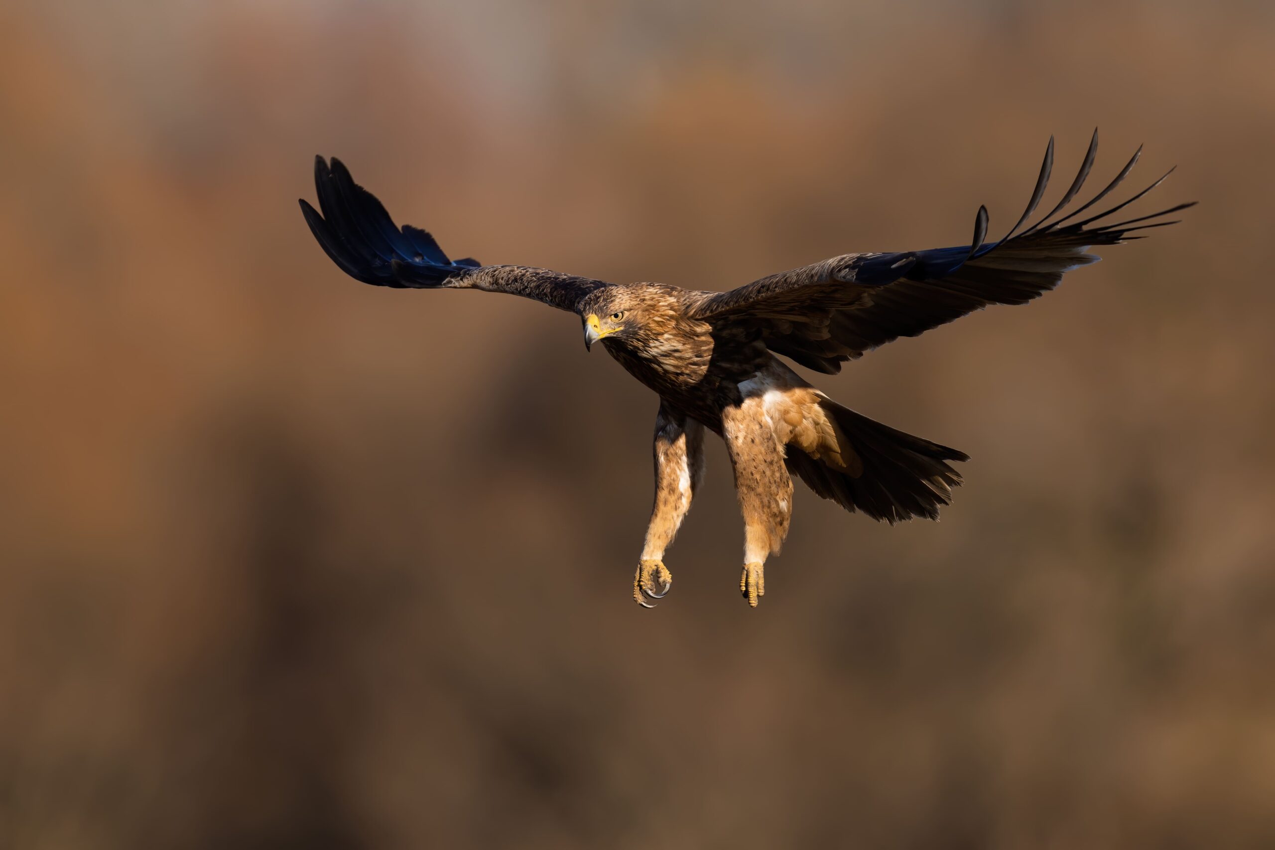 agila scaled