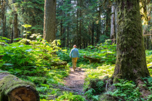 Conoce los mitos del bosque que amenzan con el futuro