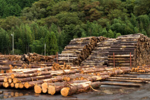 Comparación con los productos que sí son maderables